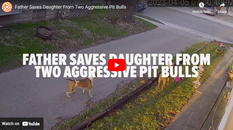 Father Saves Daughter From Two Aggressive Pit Bulls